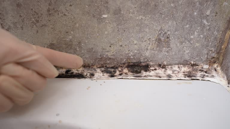 Best Black Mold Removal  in Brewster Hill, NY